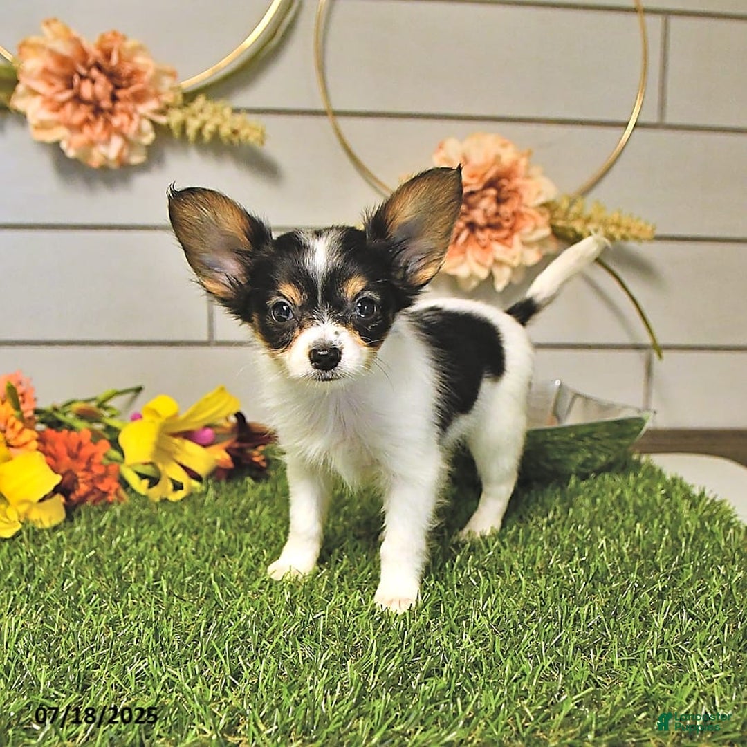 Papillon dogs for sale: Leo - Image 13
