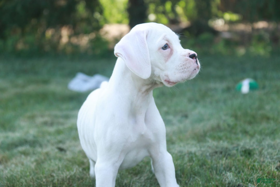 Boxer dogs for sale: Edward - Image 1