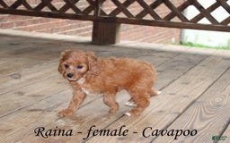 Cavapoo dogs for sale: Raina - Image 4
