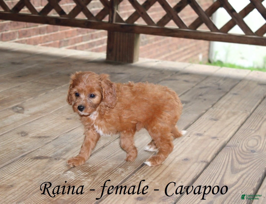 Cavapoo dogs for sale: Raina - Image 4