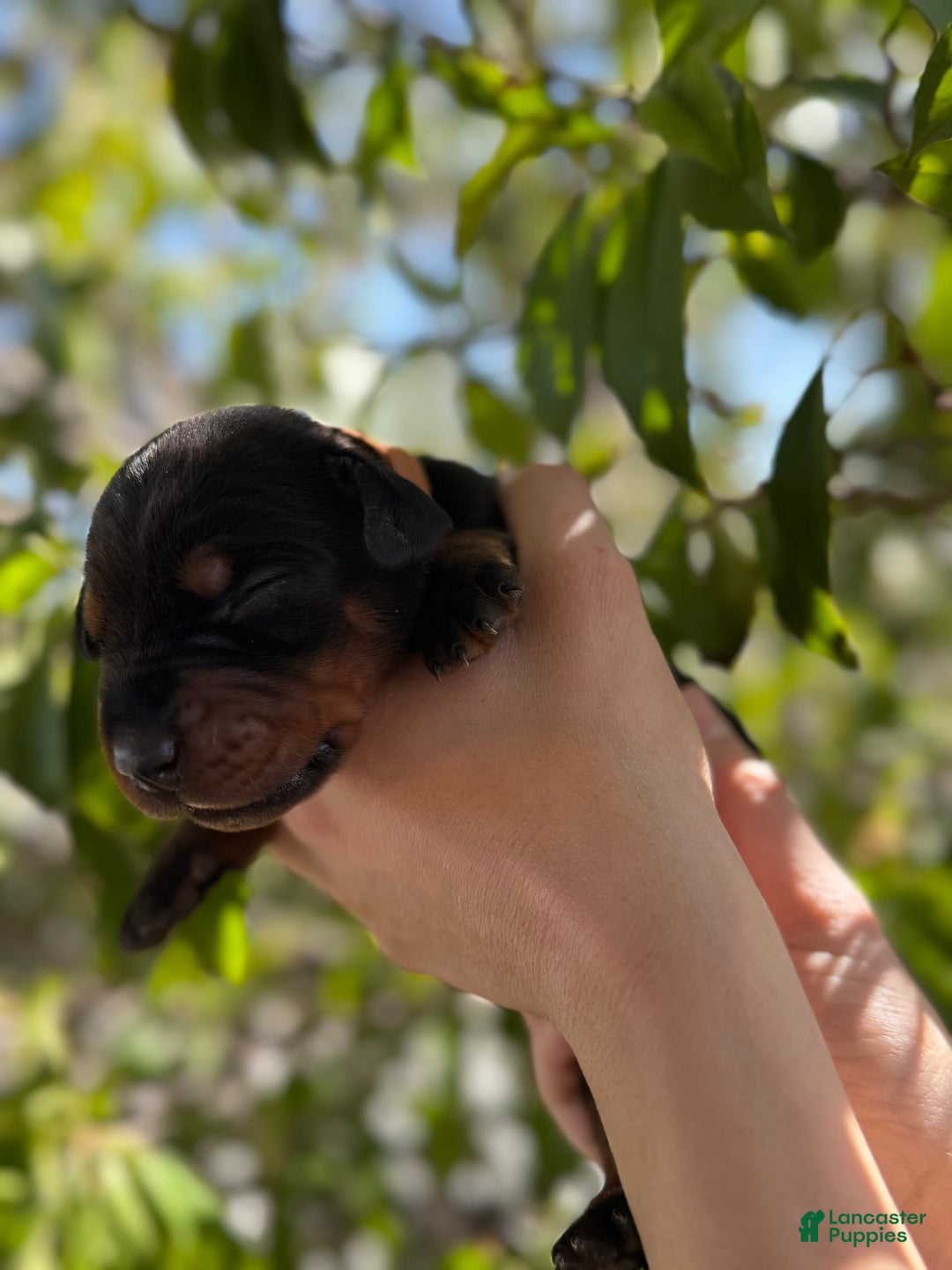 Doberman Pinscher dogs for sale: Brown - Image 10