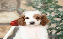 Mini Goldendoodle dogs for sale: Patches - Image 1