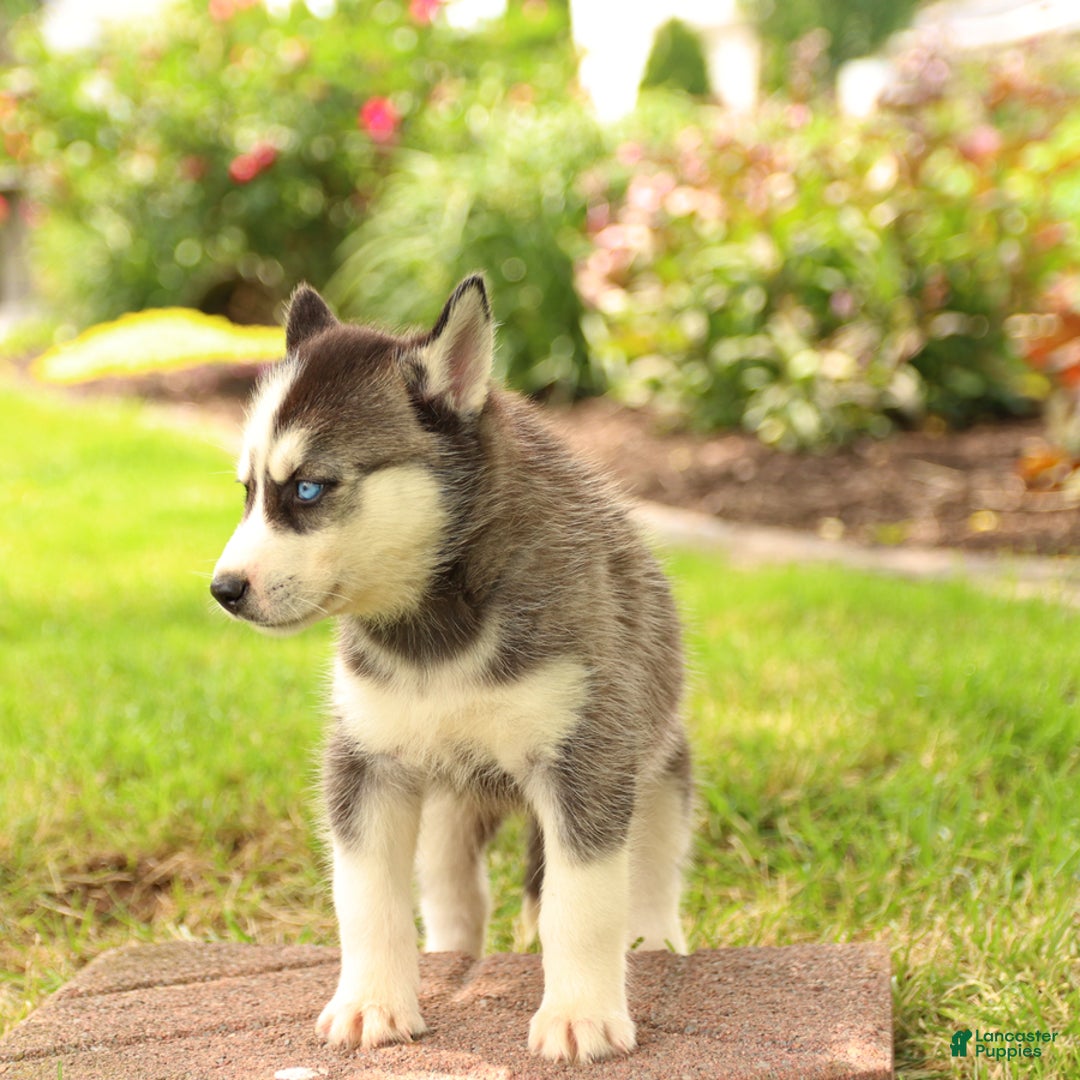 Gerberian Shepsky dogs for sale: Trax - Image 2