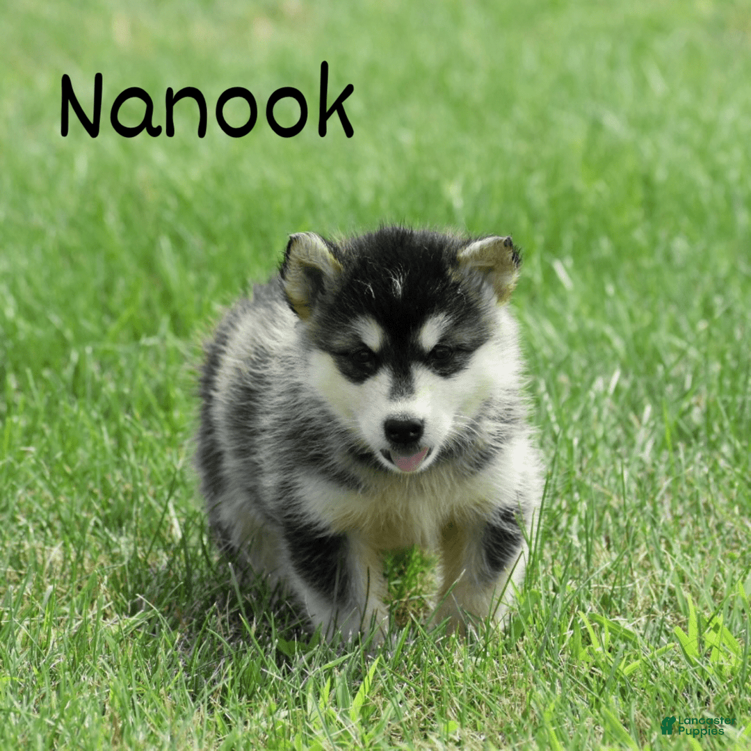 Alaskan Malamute dogs for sale: Nanook - Image 1