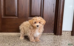 Maltipoo dogs for sale: Darling - Image 5