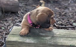 Dachshund dogs for sale: Lena - Image 2