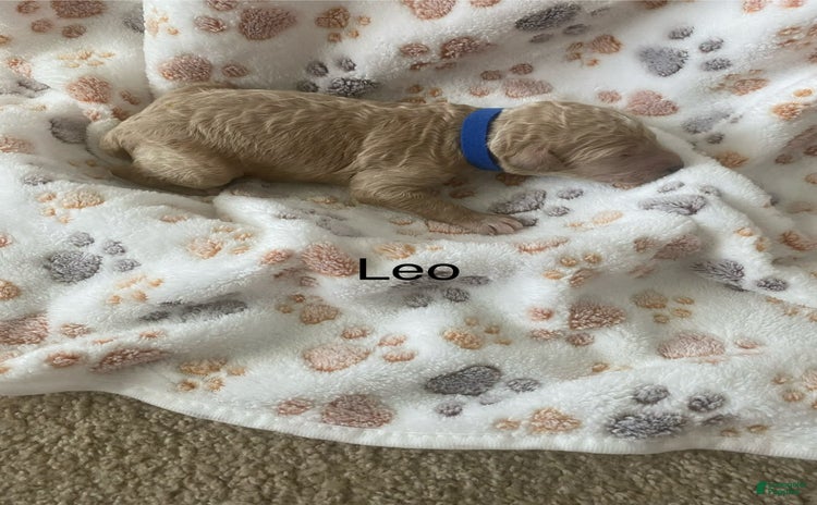 Goldendoodle dogs for sale - Ad 2