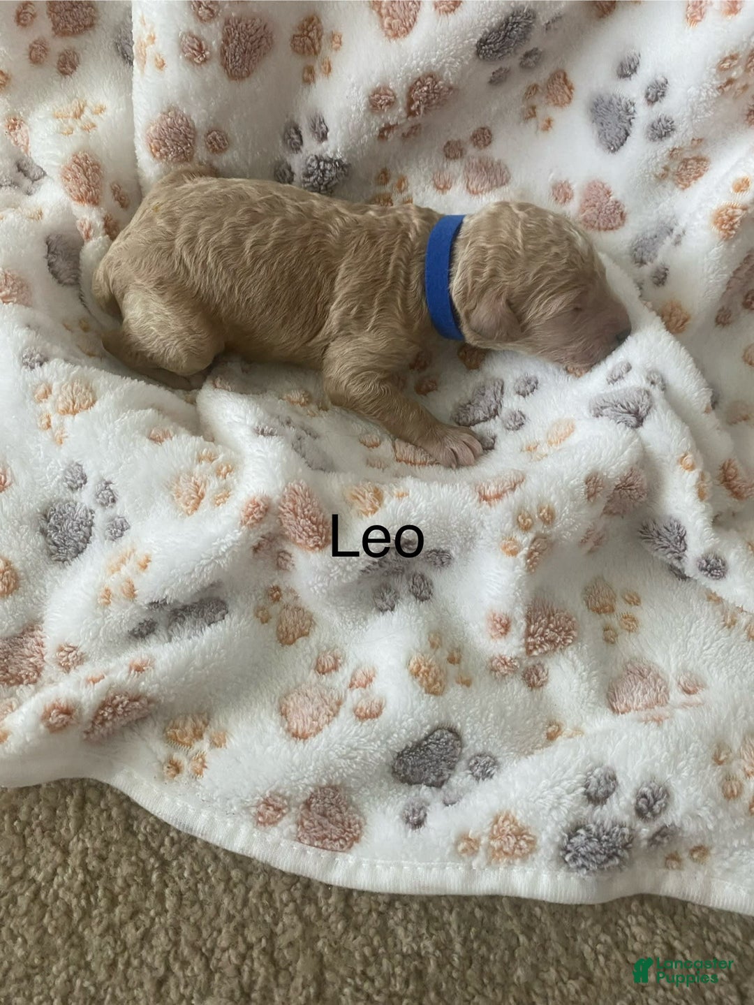 Goldendoodle dogs for sale: Goldendoodle 7 puppies - Image 4
