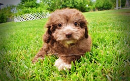 Havapoo dogs for sale: Rosie - Image 9
