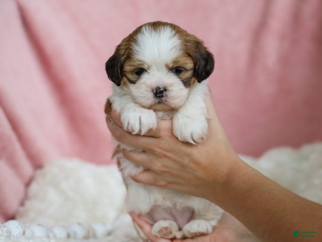Lhasa Apso dogs for sale: Trixie - Image 3
