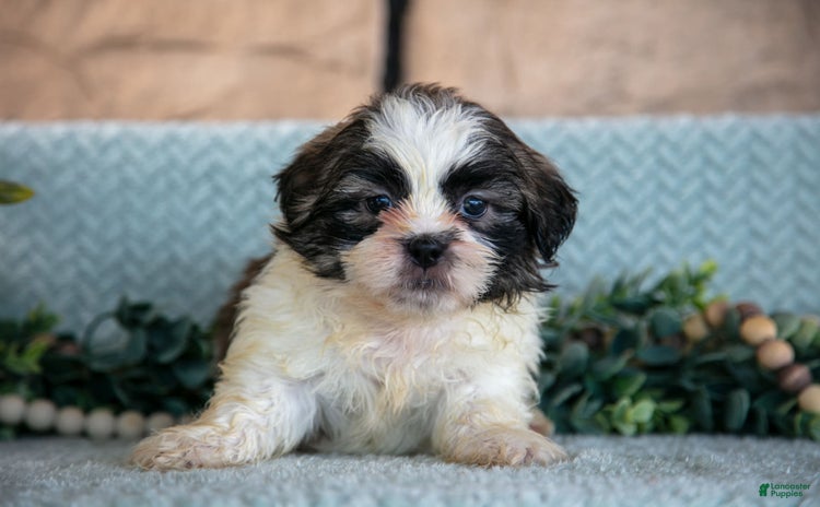 Shih Tzu dogs for sale - Ad 5