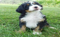 Mini Bernedoodle dogs for sale: Oliver - Image 8