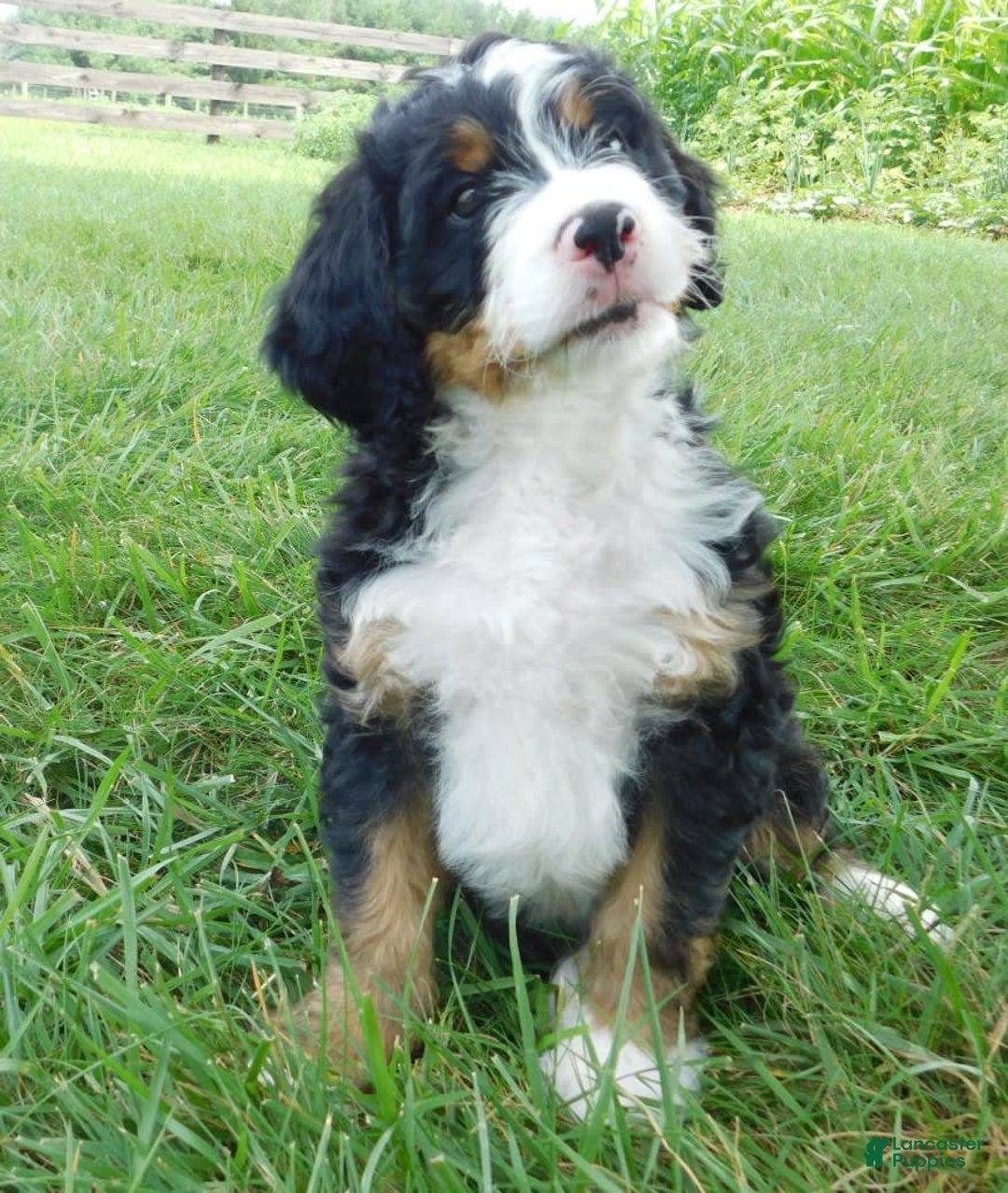 Mini Bernedoodle dogs for sale: Oliver - Image 8