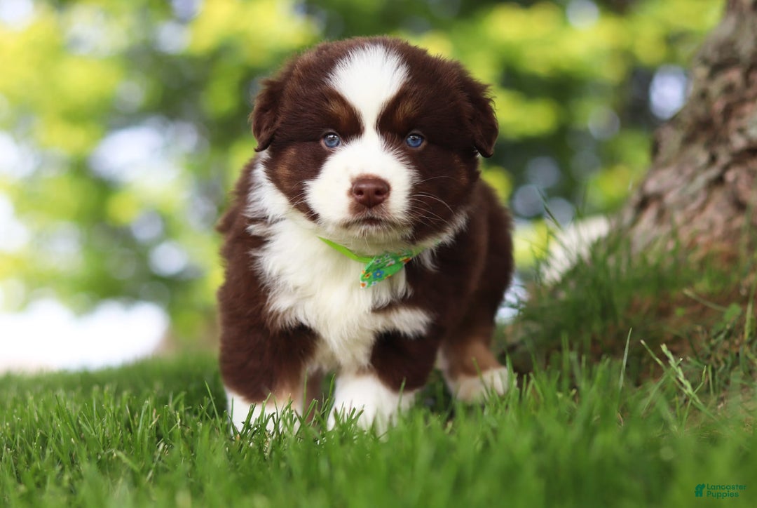 Australian Shepherd dogs for sale: Snorkel - Image 1