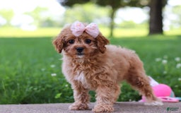 Cavapoo dogs for sale: Joy - Image 1