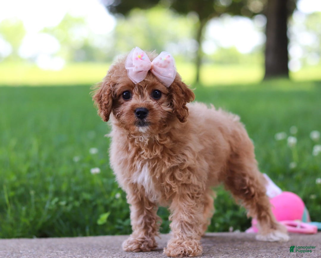 Cavapoo dogs for sale: Joy - Image 1