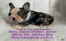 French Bulldog dogs for sale: William - Image 1