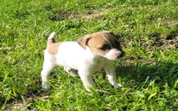 Jack Russell Terrier dogs for sale: Penny Female JRT - Image 4