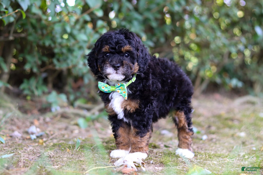 Mini Bernedoodle dogs for sale: Mini Bernedoodle 6 puppies - Image 4