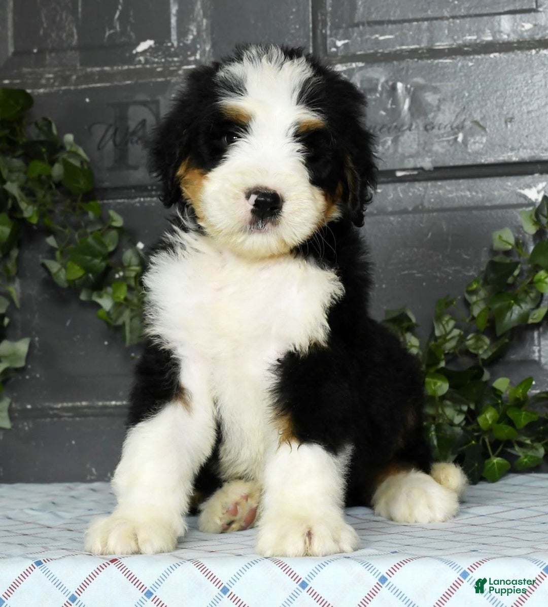Bernedoodle dogs for sale: Dustin - Image 4