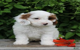 Cavapoo dogs for sale: Max - Image 3
