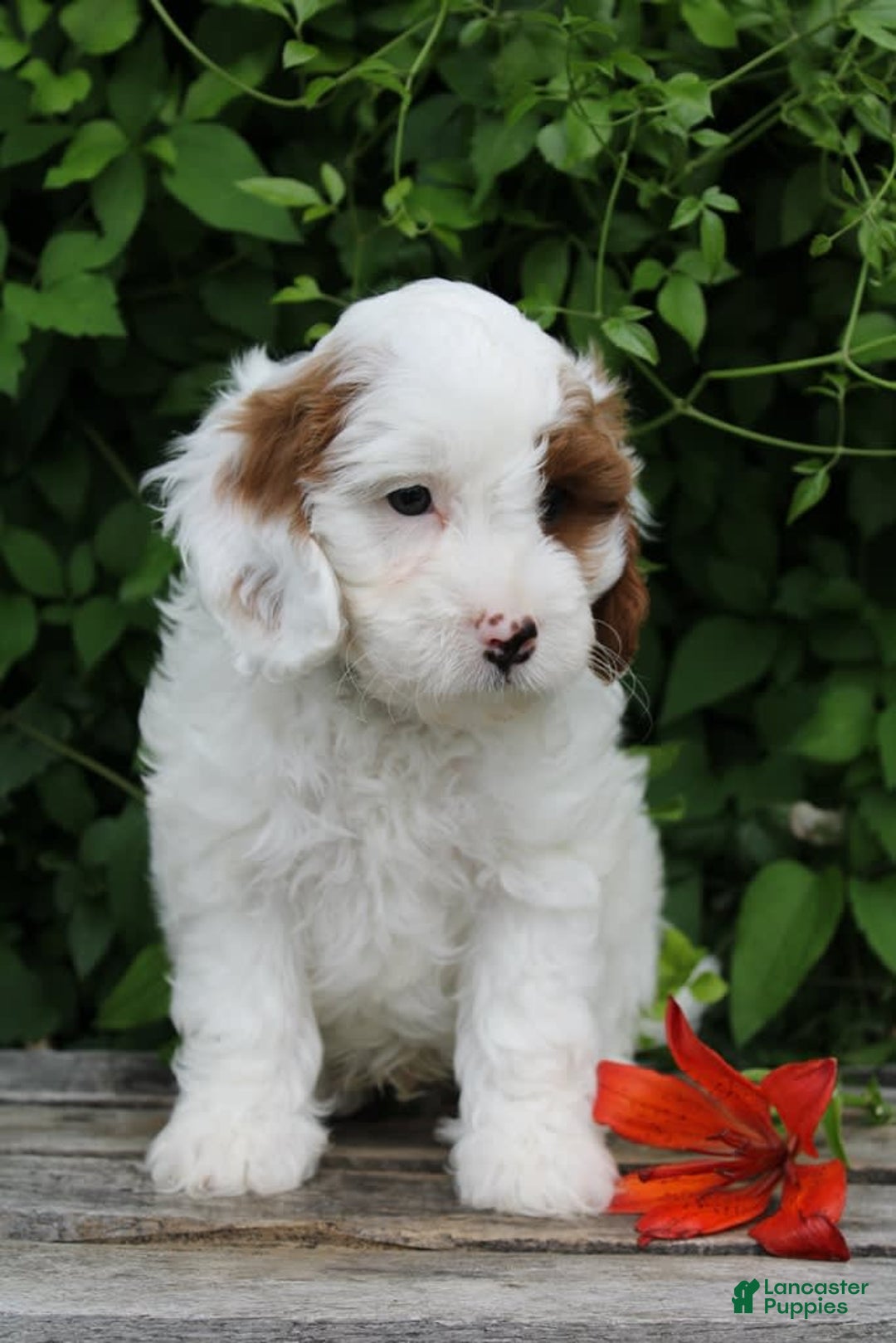 Cavapoo dogs for sale: Max - Image 3