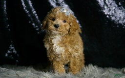 Maltipoo dogs for sale: Donovan - Image 3