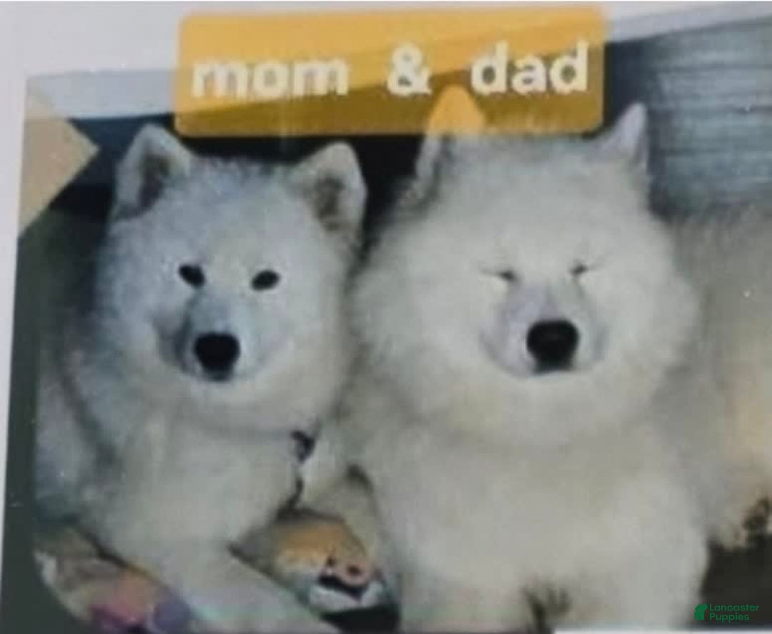 Samoyed dogs for sale: Bobby - Image 2