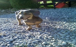 Miniature Dachshund dogs for sale: Dory - Image 9