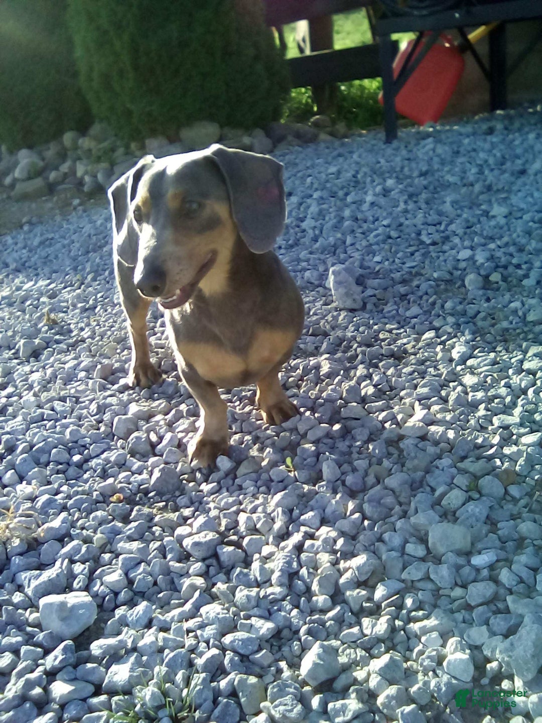 Miniature Dachshund dogs for sale: Dory - Image 9