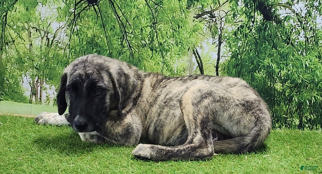 Anatolian Shepherd dogs for sale: Akc Dusty 2025 Male 3 - Image 12