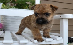 Cairn Terrier dogs for sale: Captain - Image 6