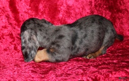 Miniature Dachshund dogs for sale: Teddy Mini - Image 4