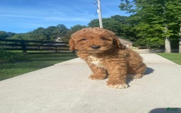 Mini Goldendoodle dogs for sale: Darla - Image 6
