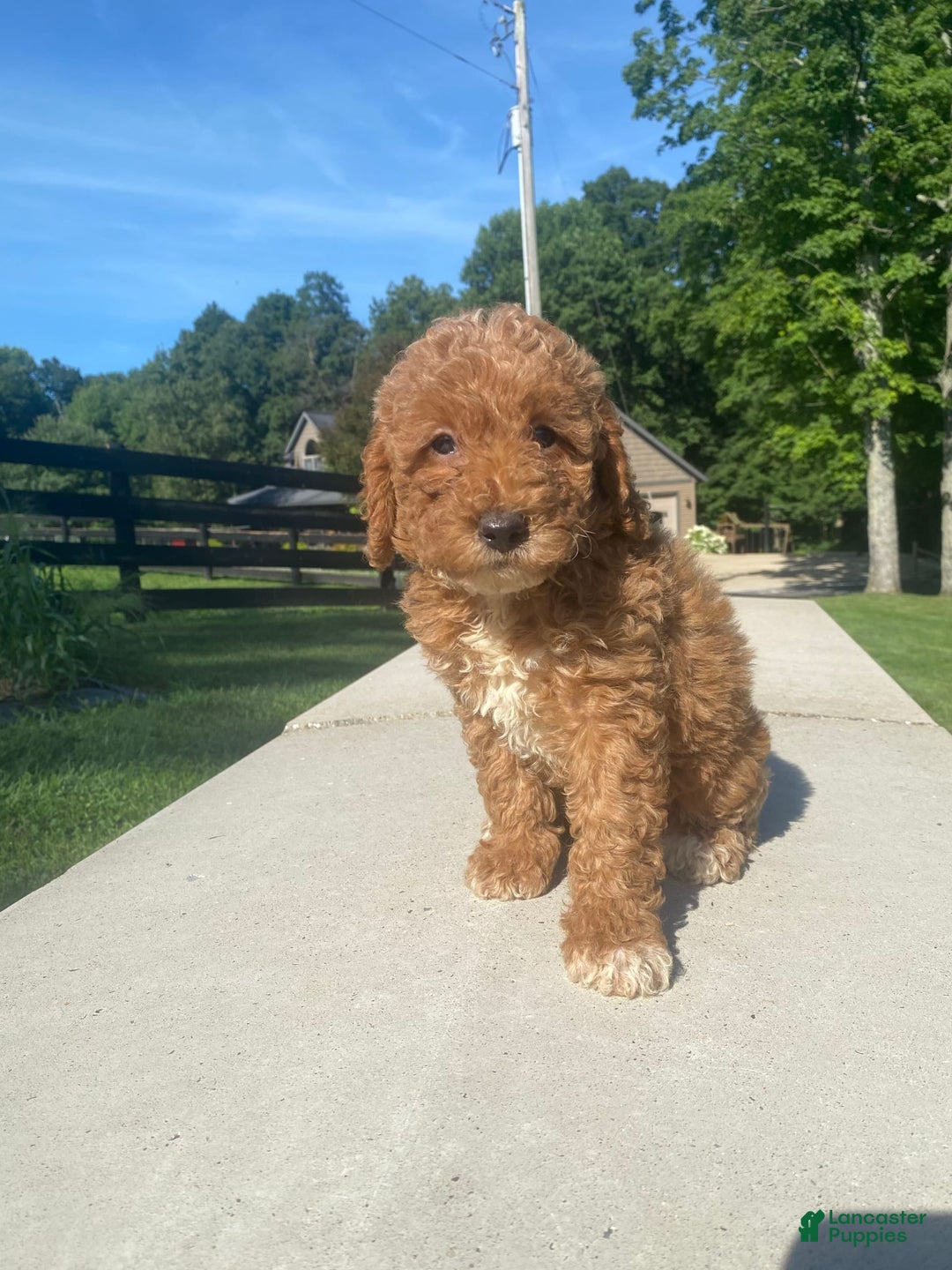 Mini Goldendoodle dogs for sale: Darla - Image 6