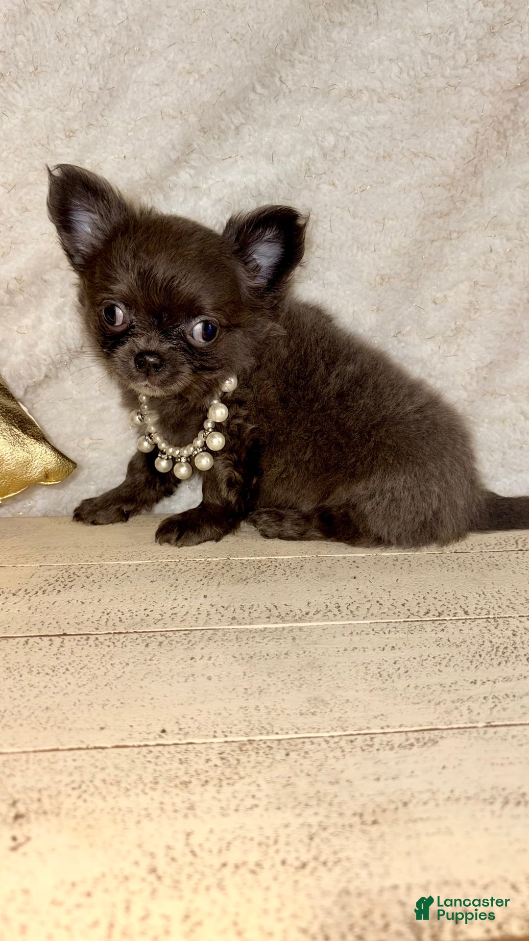 Chihuahua dogs for sale: Rare Blue Long Coat Boy - Image 4