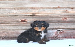 Miniature Poodle dogs for sale: Myla - Image 1