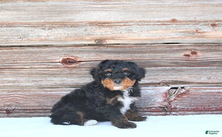 Miniature Poodle dogs for sale - Ad 4