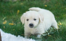 Golden Retriever dogs for sale: Tawny - Image 25