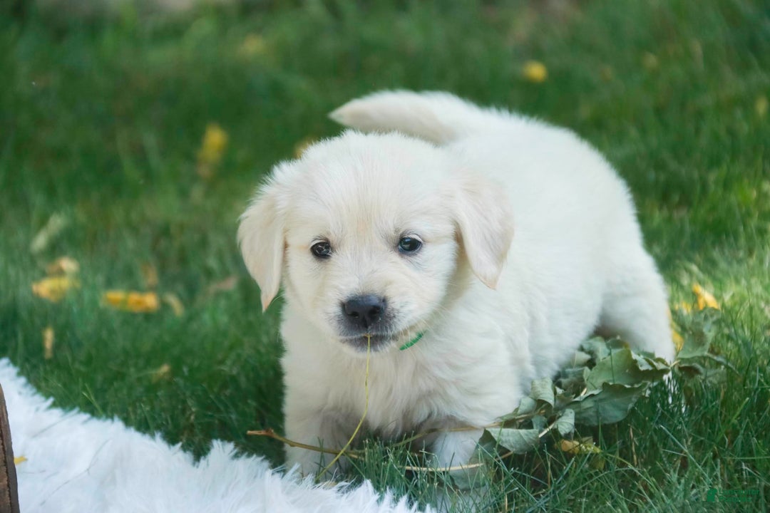 Golden Retriever dogs for sale: Tawny - Image 25
