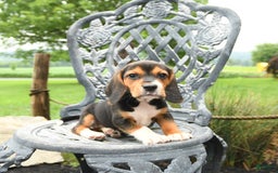 Beagle dogs for sale: Ava - Image 2