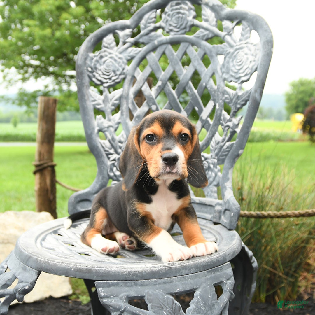Beagle dogs for sale: Ava - Image 2