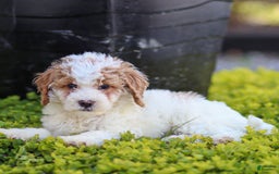 Standard Poodle dogs for sale: Rin - Image 12