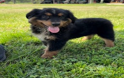 Miniature Australian Shepherd dogs for sale: F-Brown - Image 3