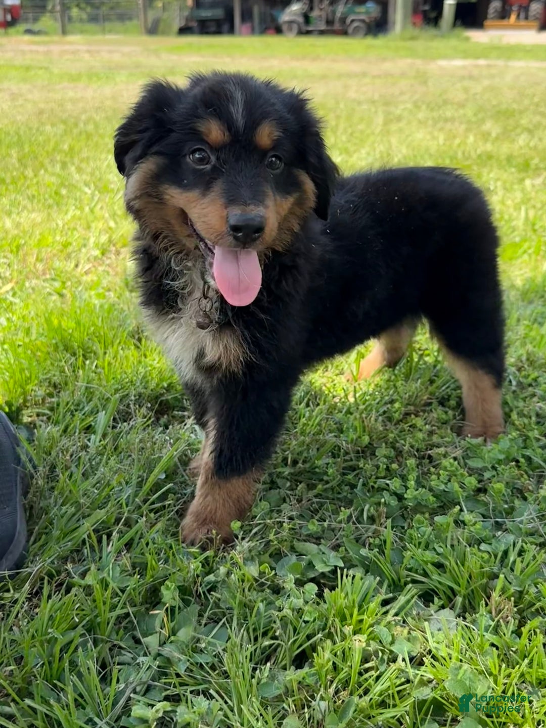 Miniature Australian Shepherd dogs for sale: F-Brown - Image 3
