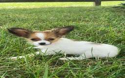 Papillon dogs for sale: Rose 🌹 - Image 4