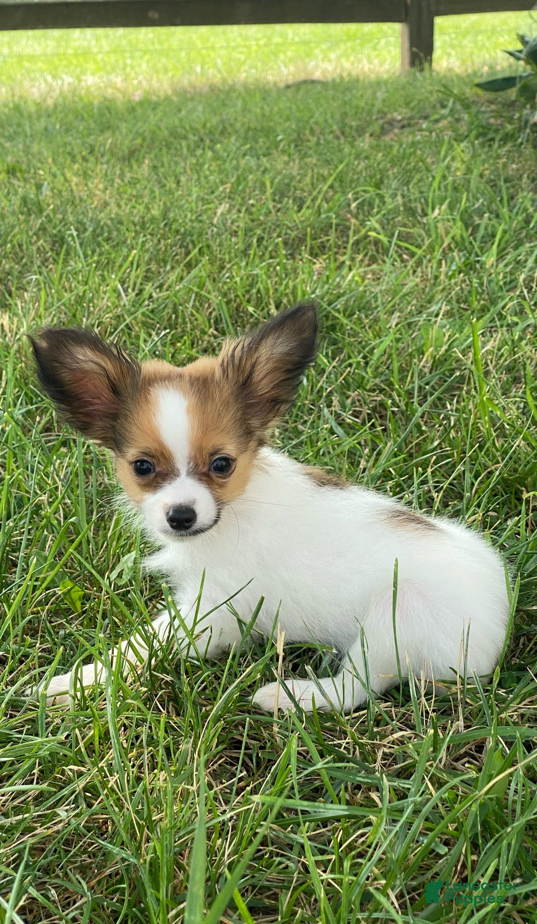 Papillon dogs for sale: Rose 🌹 - Image 4