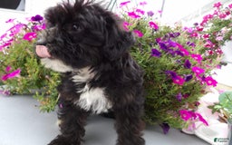 Yorkiepoo dogs for sale: Blanco - Image 3