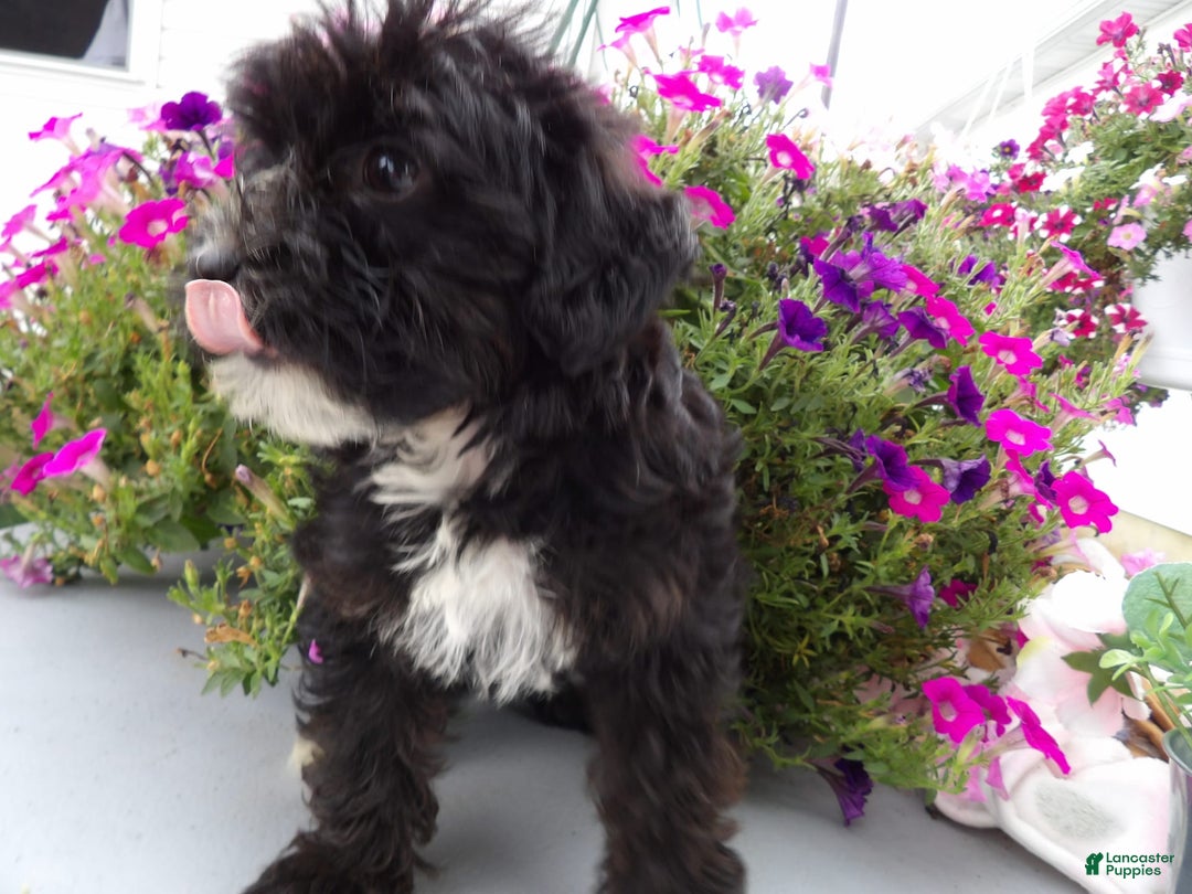 Yorkiepoo dogs for sale: Blanco - Image 3