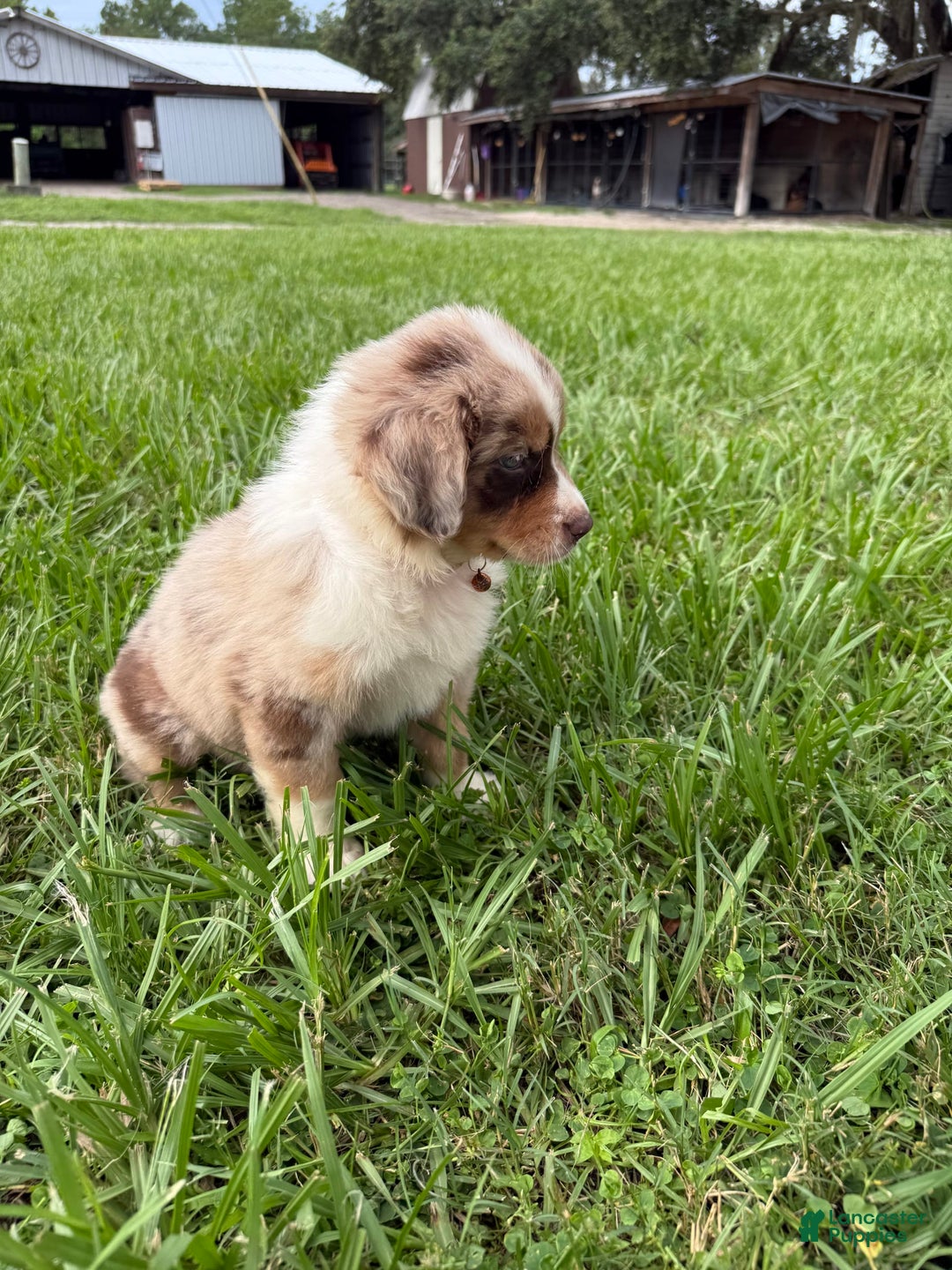 Australian Shepherd dogs for sale: L-orange - Image 9